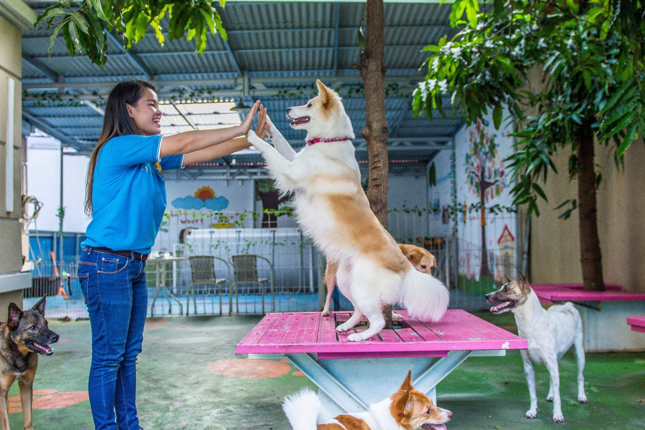 Gallery – Dog Daycare Jakarta