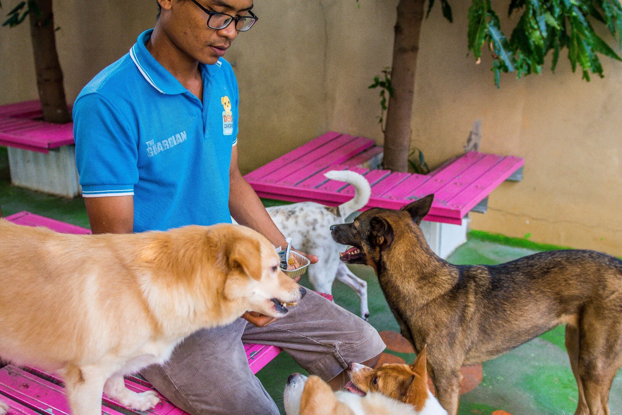 Gallery – Dog Daycare Jakarta